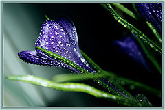 photo "***"