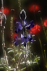 фото "Spring"