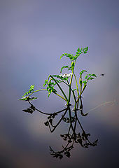 фото "Utro"