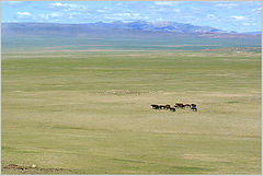фото "Степь (Монголия)"