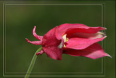 photo "***"