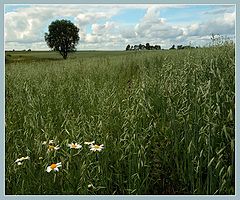 photo "А field with oats"