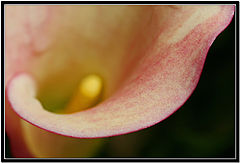 фото "So Calla"