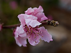 photo "***"