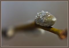 photo "***"