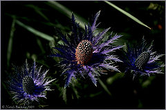 photo "***"