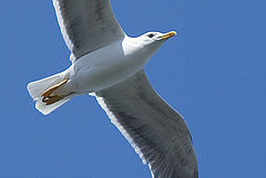 фото "FREEDOM"