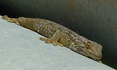 фото "BASKING IN THE SUN"