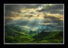 фото "Sunrise in Palas Tea Plantation"