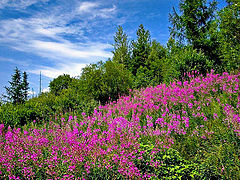 photo "Иван-чай"