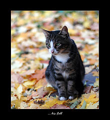 фото "His Fall"