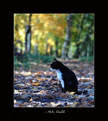 фото "Her Fall"