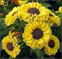photo "Sunny"