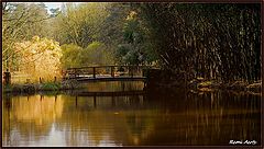 фото "the bridge"