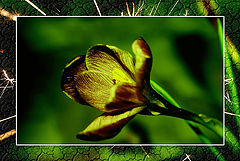 photo "***"