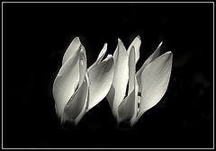 photo "***"