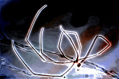 photo "Ethereal Arachnid"