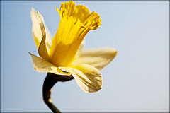 photo "For my man-blue and yellow"
