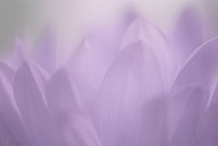 photo "Lavender Dreams"
