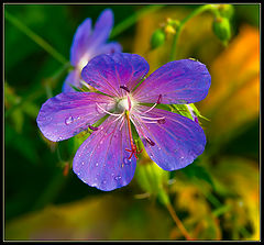 photo "***"