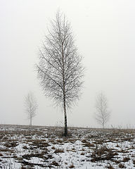 photo "***"