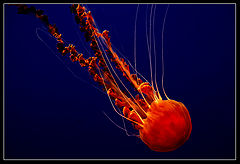 album "UnderWater"