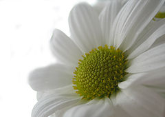 photo "Just like camomile"