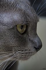 photo "***"