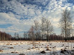 photo "Sity of ants"