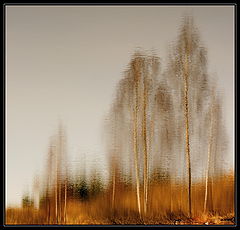 photo "***"