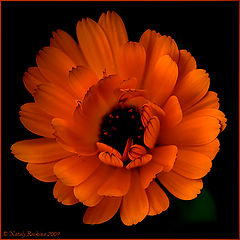 photo "With all my soul"