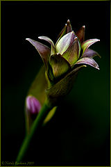 photo "Imperial sceptre"