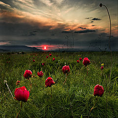 фото "Дикие пиончики"