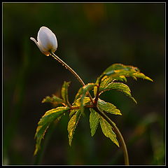 photo "***"