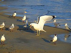 photo "All stand and be afraid!"