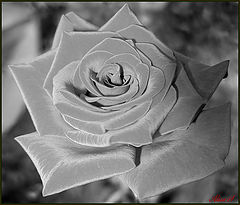 фото "Роза."