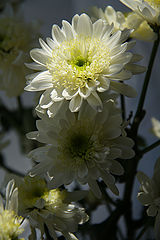 photo "Сhrysanthemum 2"
