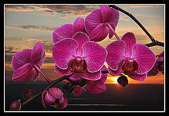 photo "***"