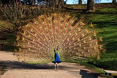photo "peacock"