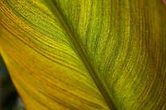 photo "***"