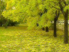 photo "Листопад"