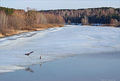 photo "Home-coming"