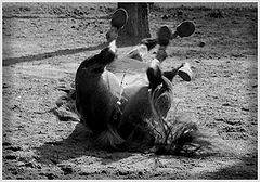 фото "ap"
