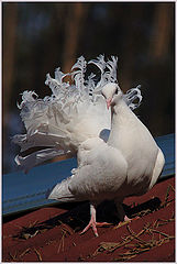 фото "in wedding"