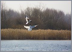 photo "Spring Dance"