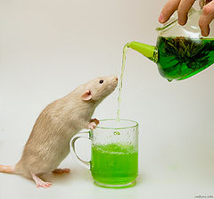 photo "Green Tea"