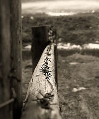 photo "***"