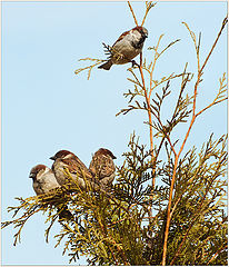 photo "Khodynskoe sparrows"