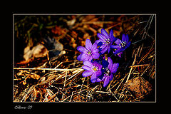 photo "***"