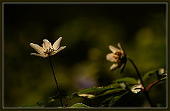 photo "***"